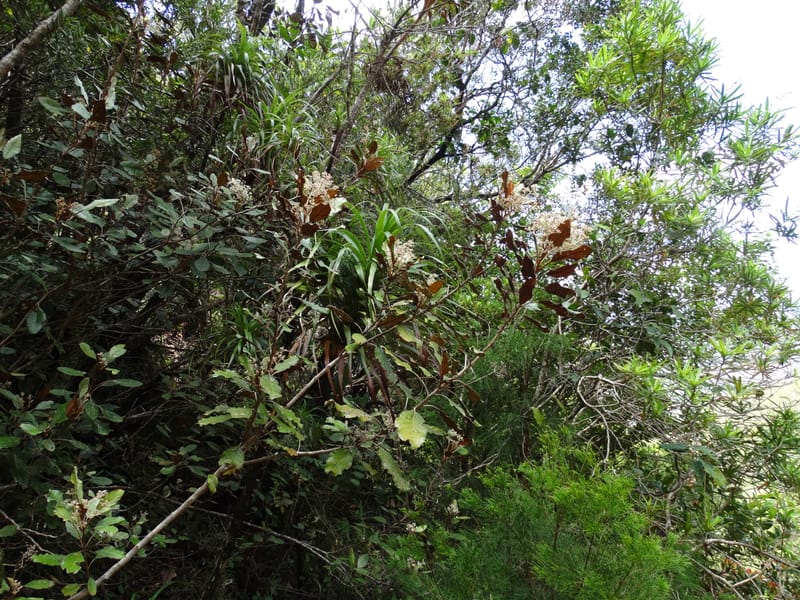 Argophyllum, Lowry, P 7423--New Caledonia. PinPin. 20 Nov 2015. DSC03938 (97).JPG