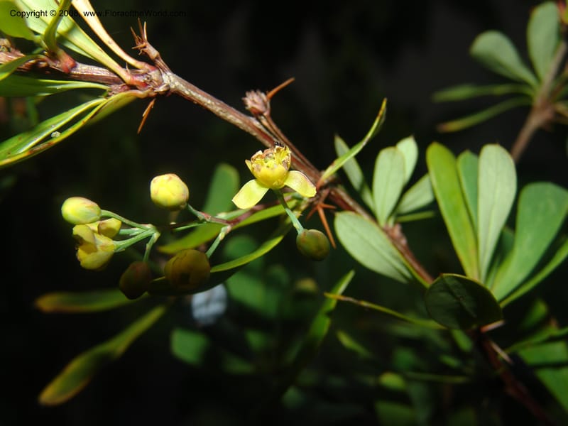 Berberis holstii--So.Africa. Mpumal. J.Burrows garden at Buffelskloof. 17 Mch 05. 466.jpg