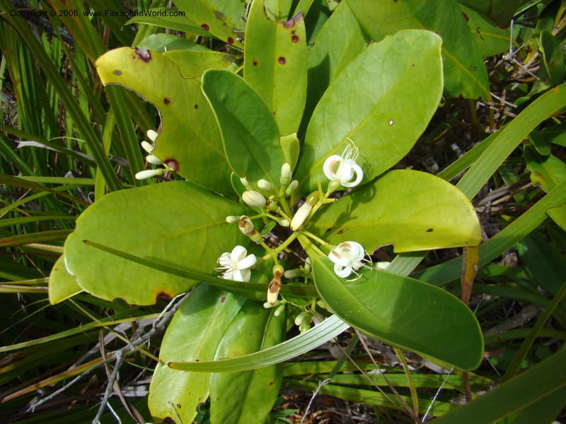 Coelospermum crassifolium, JMunzinger4907--New Caled. Parc Prov. Riviere Bleue. 22 Nov 07. 166.jpg