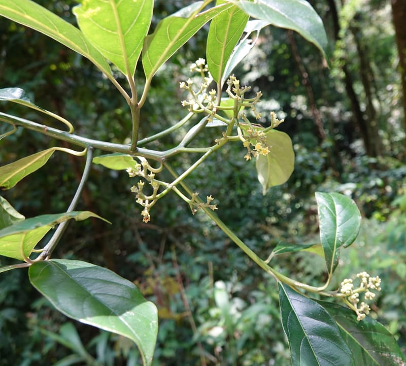 Mastixia pentandra, D. Boufford 44162--China. Yunnan. Bu Long Shan. 6 May 2018. DSC02824 (28).JPG