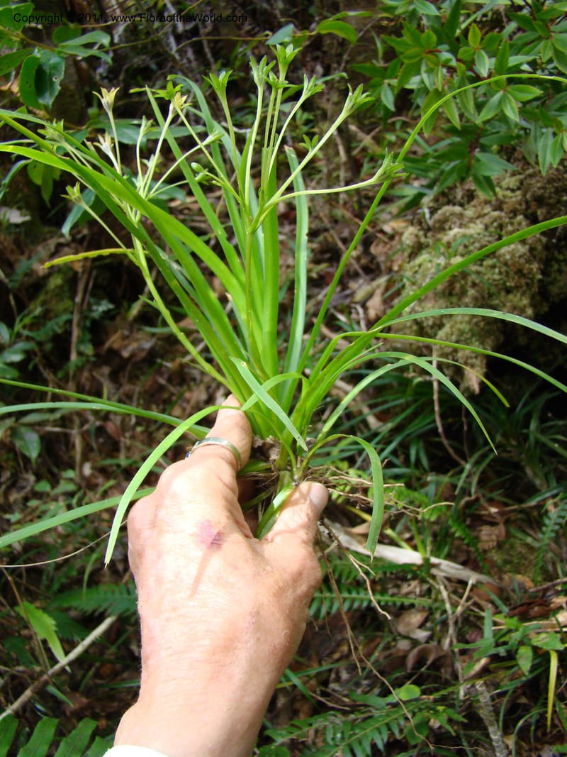 Campynemanthe, Munzinger, J 4843--New Caledonia, Dogny, 19 Nov 2007,  063 (11).jpg