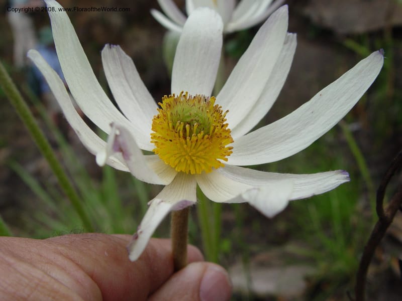 Anemone fanninii--So. Africa. Drakensberg Mts. Giant's Castle. 3 Oct 03. 003.jpg