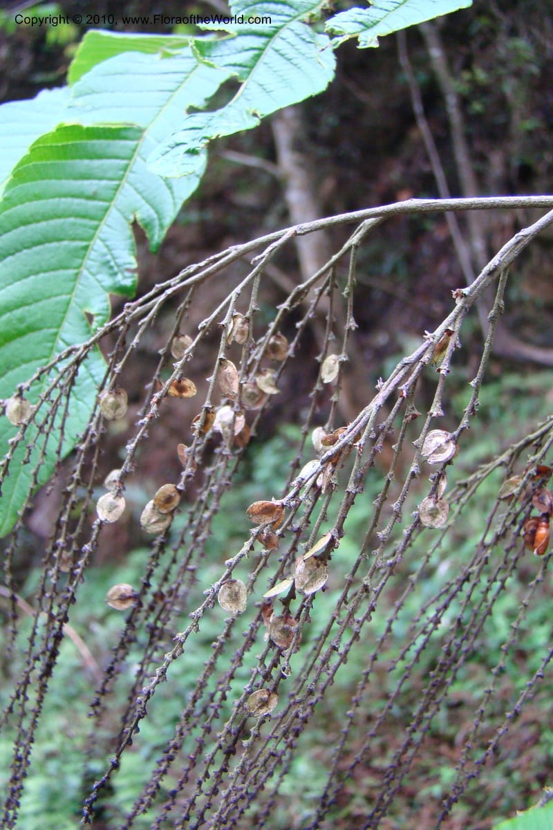 Rhoiptelea chiliantha, Regalado 1624--Viet Nam. Lao Cai Prov. Sa Pa Distr. Thac Bac. 5 Apr 09 037.jpg