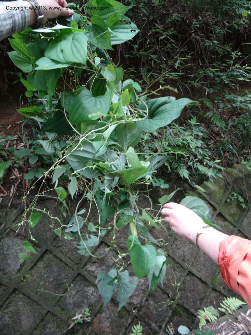 Dioscorea collettii var. hypoglauca, Davidson, C 11970--China. Zhejiang Prov. Tian Mu Shan. 1 Jun 2012. DSC01264 (32).JPG