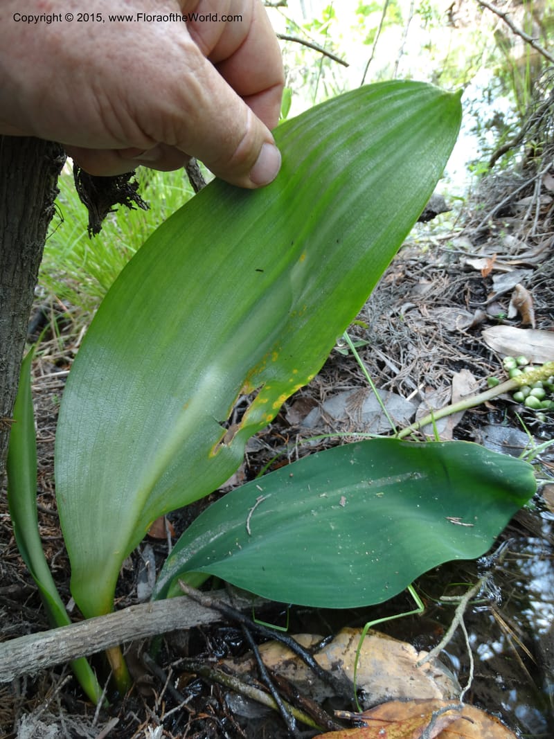 Orontium aquaticum, Davidson, C 13063--South Carolina. Lexington Co. Shellys Pond. 20 May 2015. DSC06625 (92).JPG