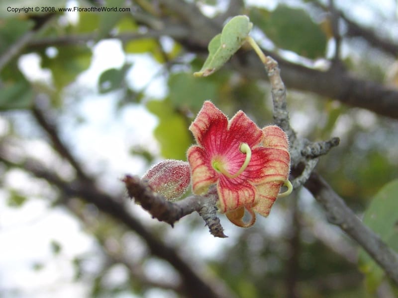 Sterculia rogersii--So.Africa. Mpumal. twd Steelpoort. 16 Mch 05. 029.jpg