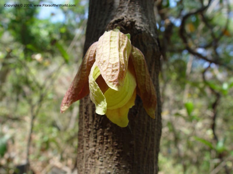 Sapranthus palanga--Costa Rica.  Palo Verde Biol. Station. 30 Mch 04. 048.jpg