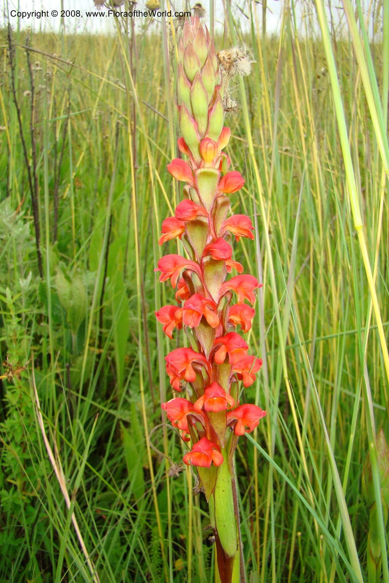Satyrium neglectum v. neglectum, WKindeketa3025--Tanz. Makete Distr. Kitulo Nat. Pk. 25 Jan 08. 202.jpg