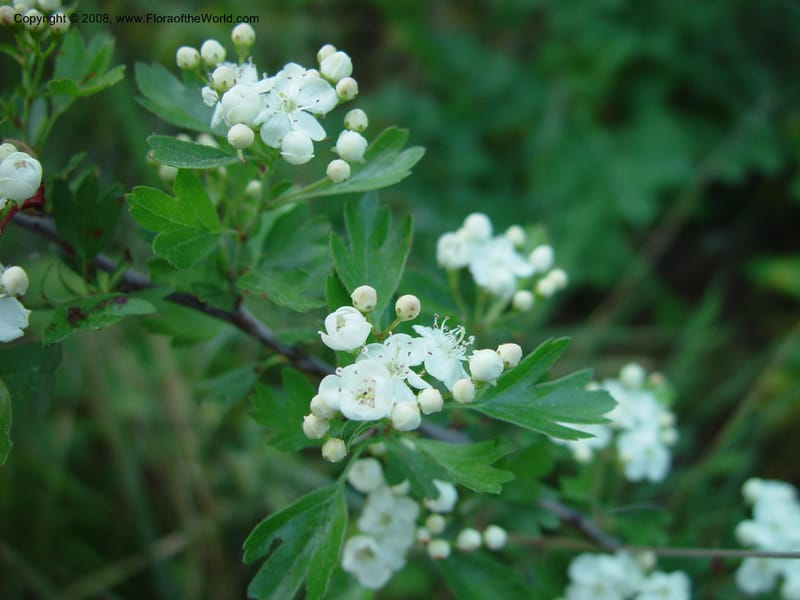 Crataegus monogyna--Italy. Abruzzo. Ortona, ca. Canadian Cemetery. 5 May 03. 009.jpg