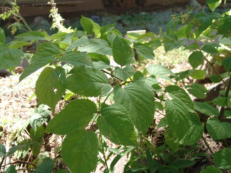 Aralia racemosa--AZ.  Arboretum at Flagstaff. 3 Sep 04.  075.jpg