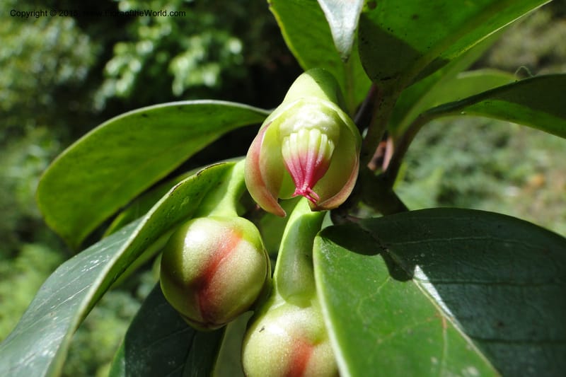 Illicium, Regalado 1782--Viet Nam. Ban Khoang Commune. 4 May 2011. 195 (6).jpg