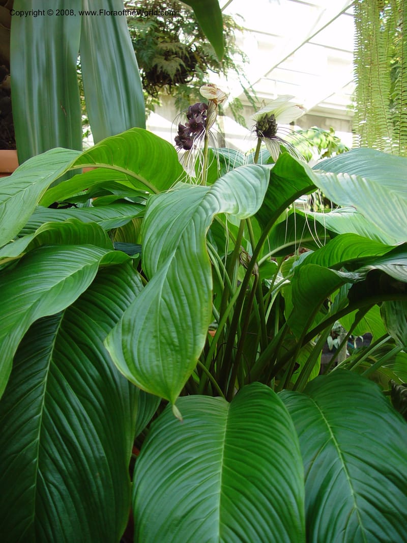 Tacca integrifolia, ID515-12907--FL. Fairchild Tropical Garden. 15 Jan 03. 146.jpg