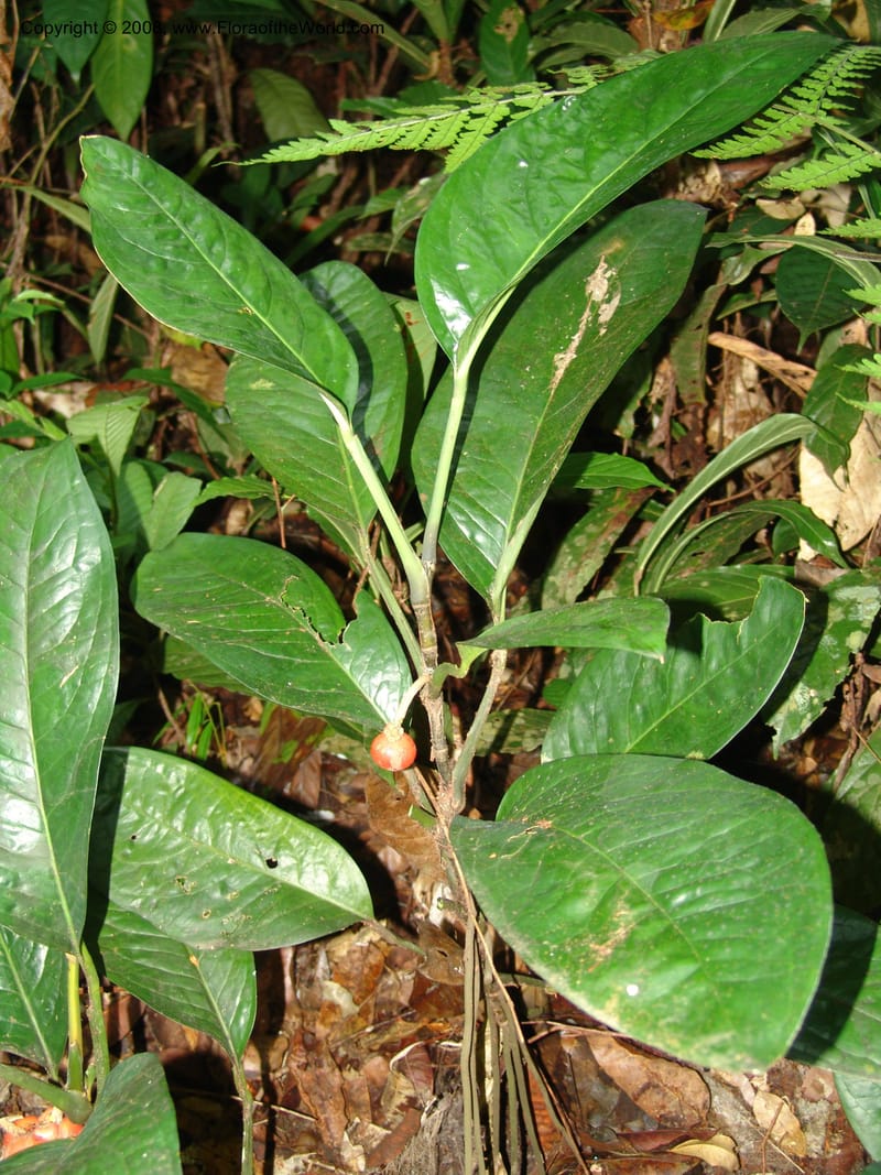 Culcasia, GWalters1614--Gabon. Prv. Estuaire. Mondah For. 15 Apr 06. 215.jpg