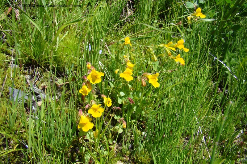 Mimulus guttatus, C. Davidson 11462--ID. Valley Co. Warm Lake. 16 June 2009. 077.jpg