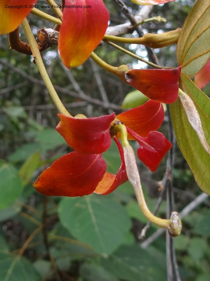 Bauhinia kockiana, SAN.153247--Malaysia, Sabah. Tawai For. Res. 9 Apr 2012. DSC07890 (34).JPG