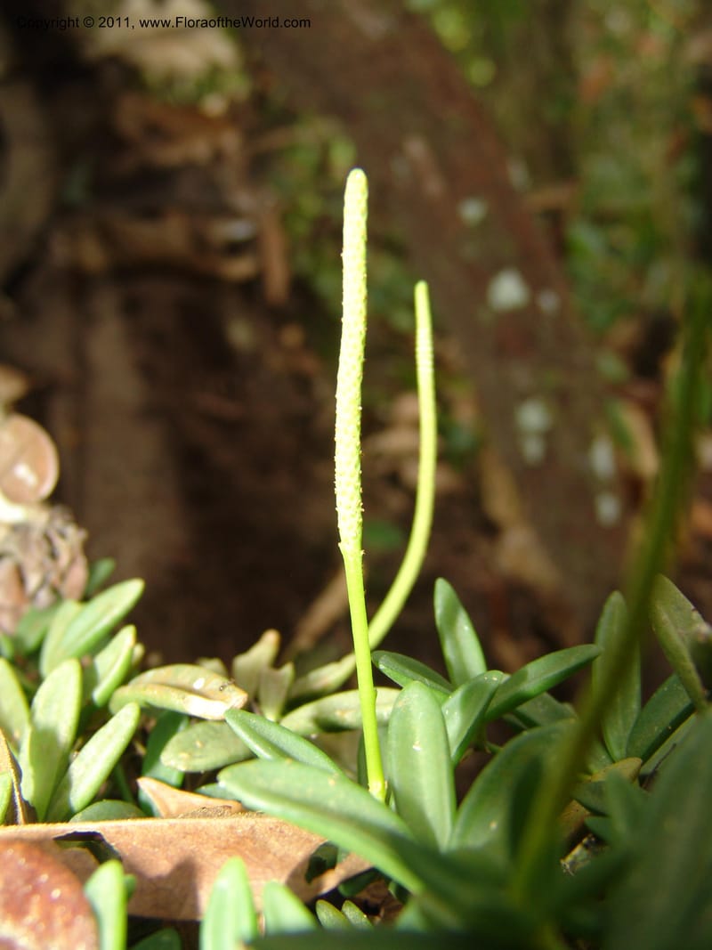 Peperomia bopiana, AraujoM2899--Bolivia. F. Tamayo. Rio Machariapu. 17 Sep 06. 122 (4).jpg