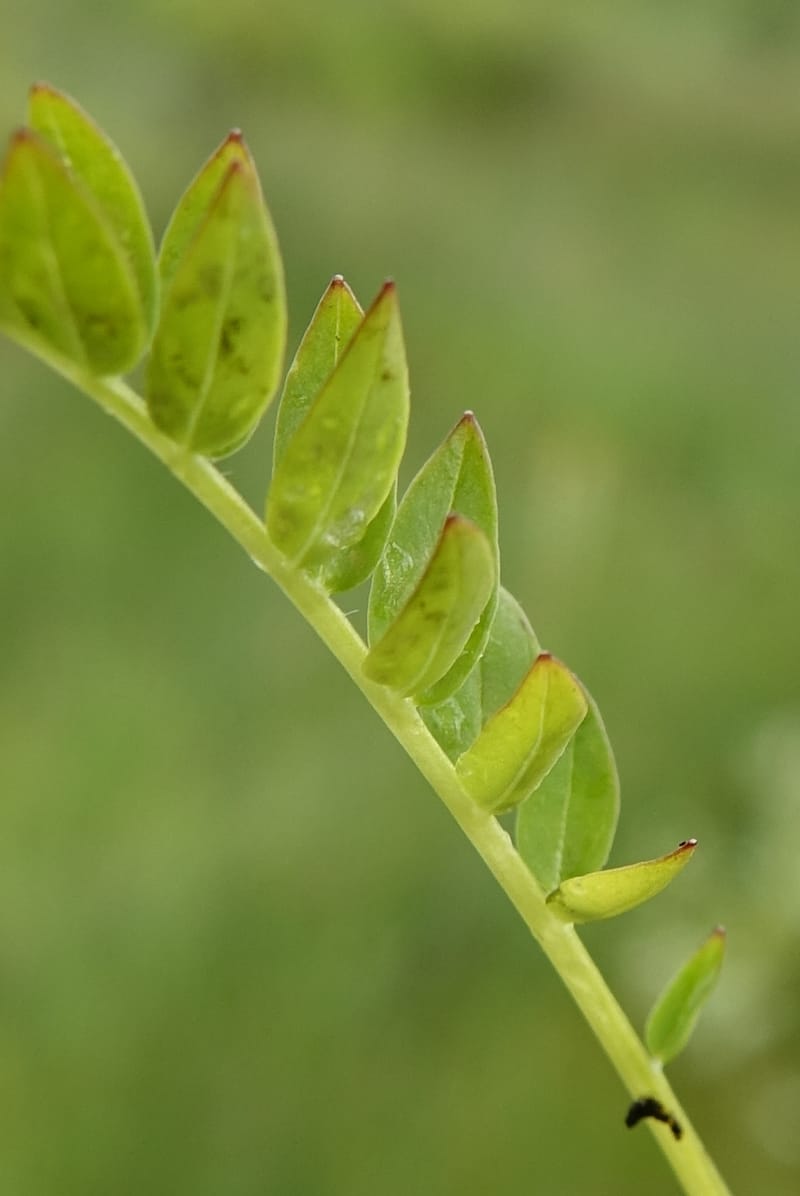Polemonium occidentale, C. Davidson 13641--ID. Fremont Co. Duck Cr. Ranch. 16 Jun 2017. DSC01937 (111).JPG