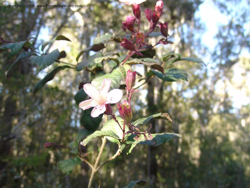 Clerodendrum, ZRogers1203--Madag. Anjozorobe, Aire Protegee, E Antsahabe. 17 Nov 06. 276.jpg