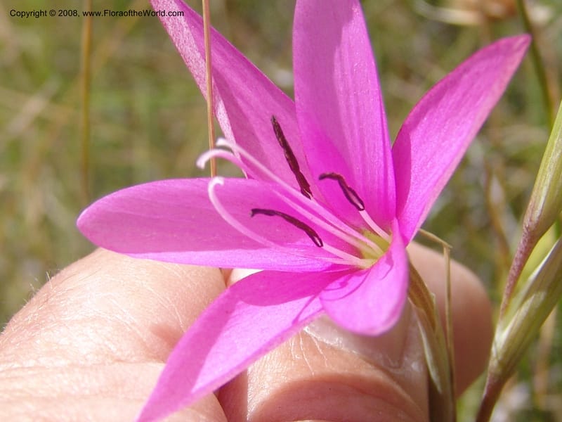 Hesperantha--So.Africa. E. Cape. R58 SE of Barkly East. 10 Mch 05. 156.jpg