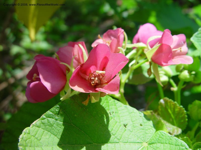 Dombeya rubifolia--FL. Fairchild Tropical Gard. 6 Apr 03. 203.jpg