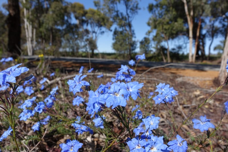 Lechenaultia biloba, not collected--Australia. W.A. Flora Rd. 22 Oct 2016. DSC03739 (55).JPG