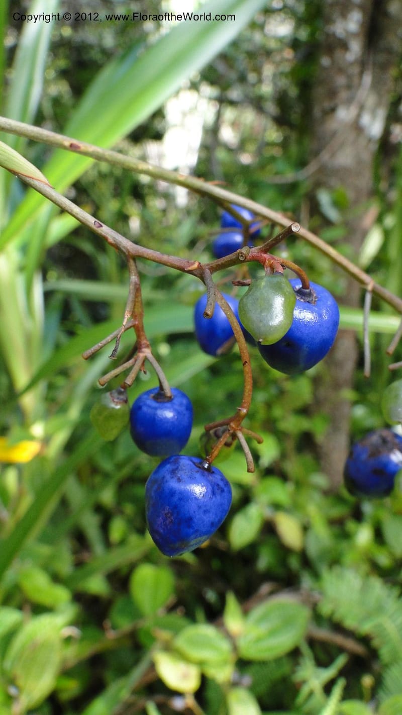 Dianella ensifolia, A. Ramahefaharivelo 168--Madagascar. Ambolotara. Ambodini, Vatovavy. 3 May 2010 177 (73).jpg