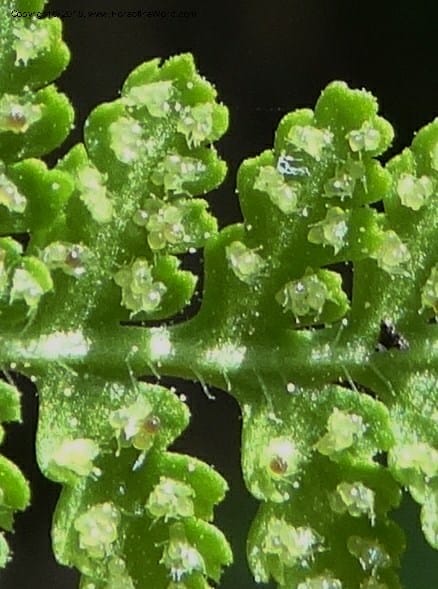 Woodsia scopulina, Davidson, C 12843--Idaho. Valley County. Sylvan Beach. 15 Jun 2015.  (40).JPG