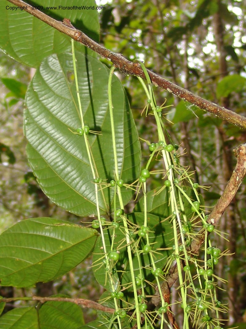 Alchornea, DNeill15916--Ecuador. Prv. Zam. Ch. C del Condor. Wawaime plot. 22 Sep 07. 472.jpg