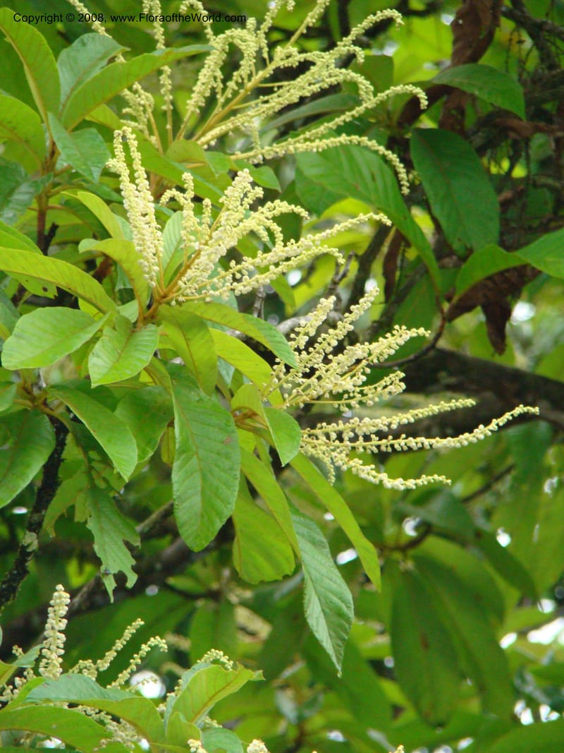 Clethra mexicana, RAguilar11192--Costa Rica. Puntar. Osa. Los Mogos. 17 Apr 08. 437.jpg