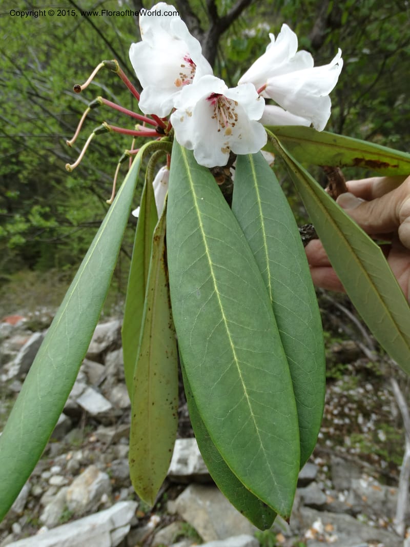 Rhododendron, Boufford, D 43641--China. Sichuan. XiaYingShan to XiangZhai. 10 May 2014. DSC05109 (247).JPG