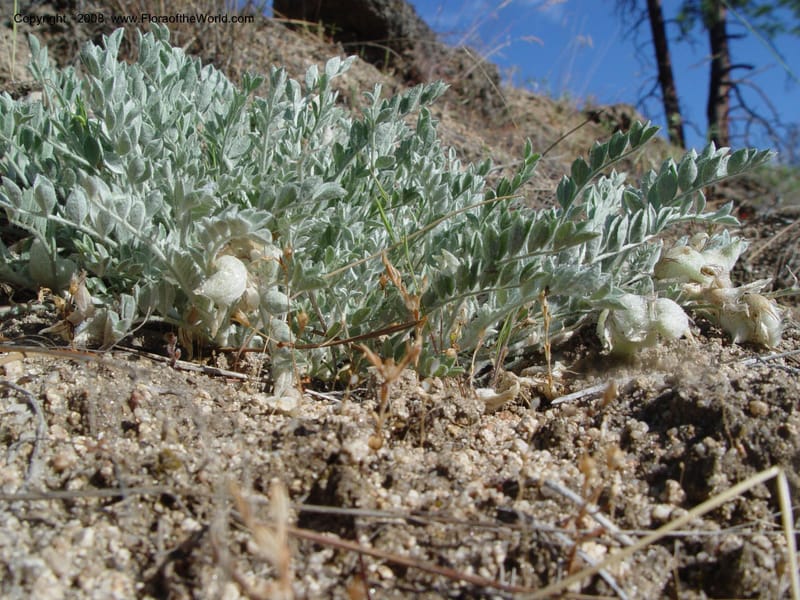 Astragalus purshii--ID. Idaho Co. Salmon R. Polly Bemis Ranch. 9 May 04. 016.jpg