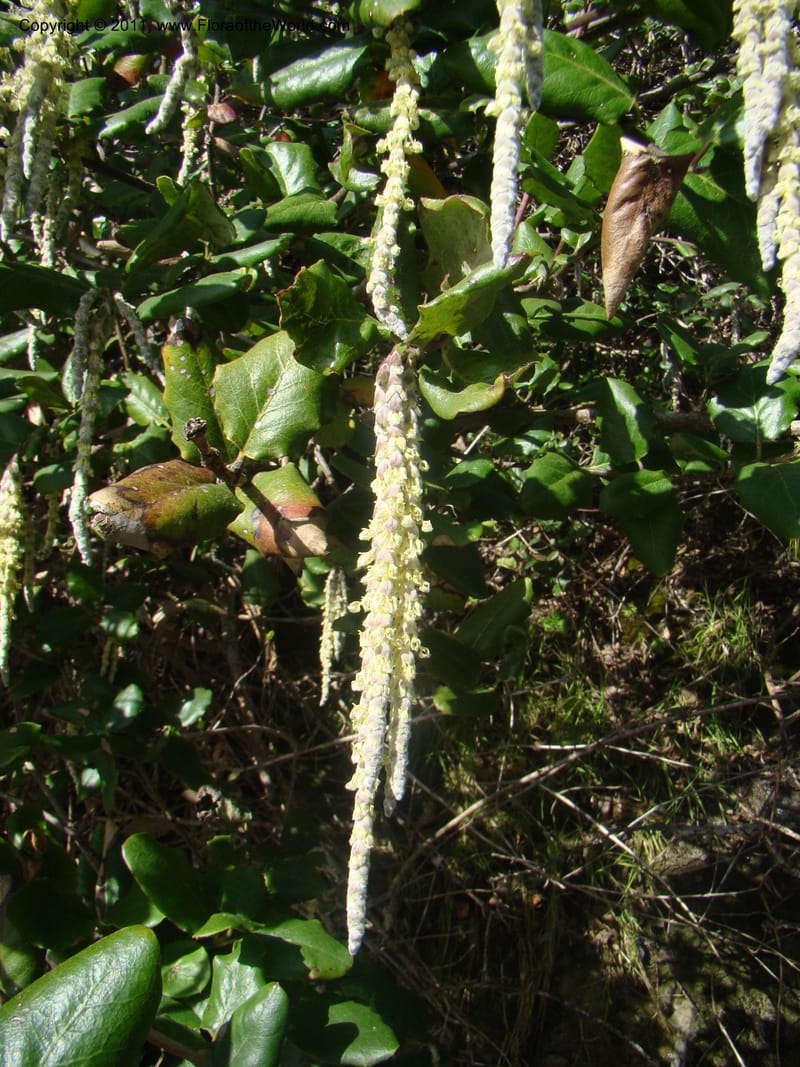 Garrya elliptica, C. Davidson 11826--CA. Moonstone Beach. 26 Jan 2011. 032 (10).jpg