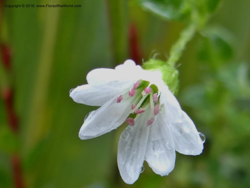 Cerastium, Ulloa, C 2388--Ecuador. Azuay. Matanga. 2 Oct 2012. DSC06351 (285).JPG