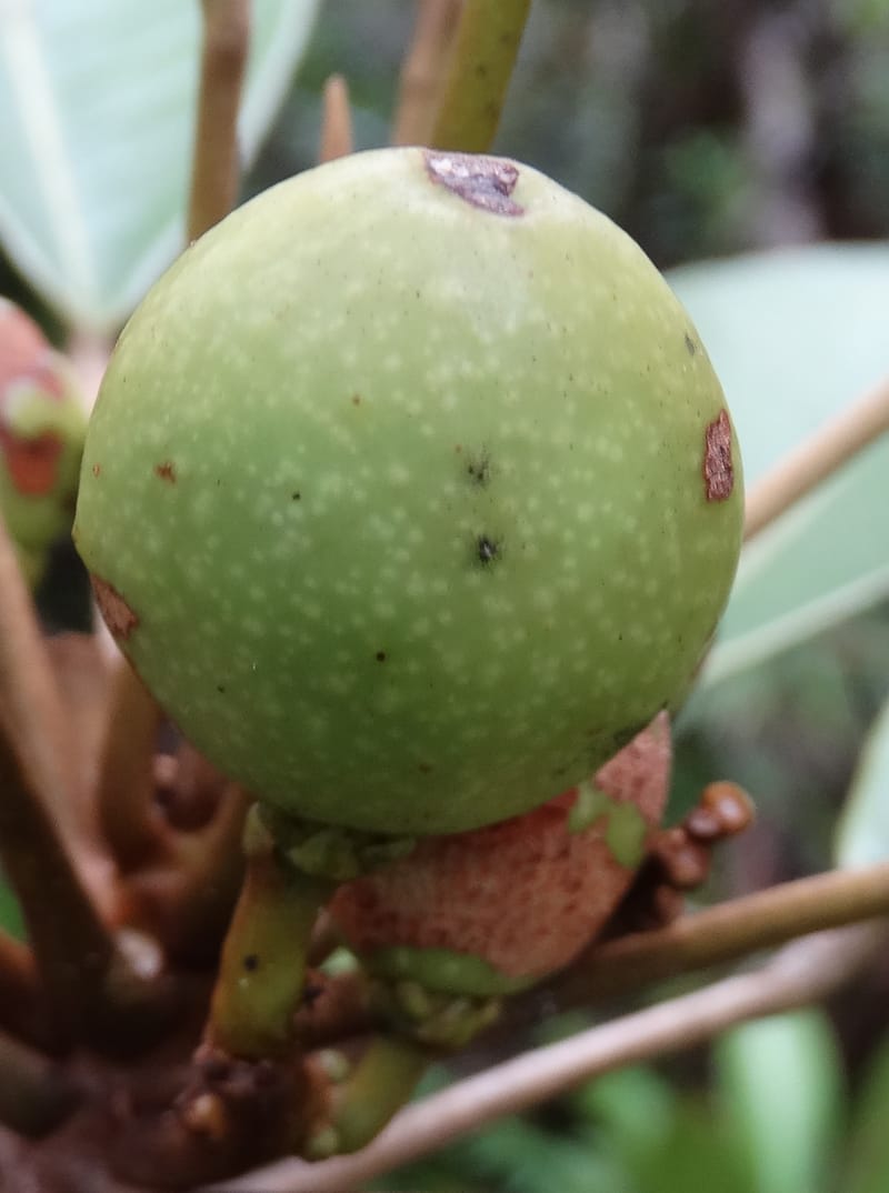 Amaroria soulameoides, Plunkett, G 3187--Fiji. Waisali Rainf. Reserve. 4 Nov 2015. DSC08848 (273).JPG