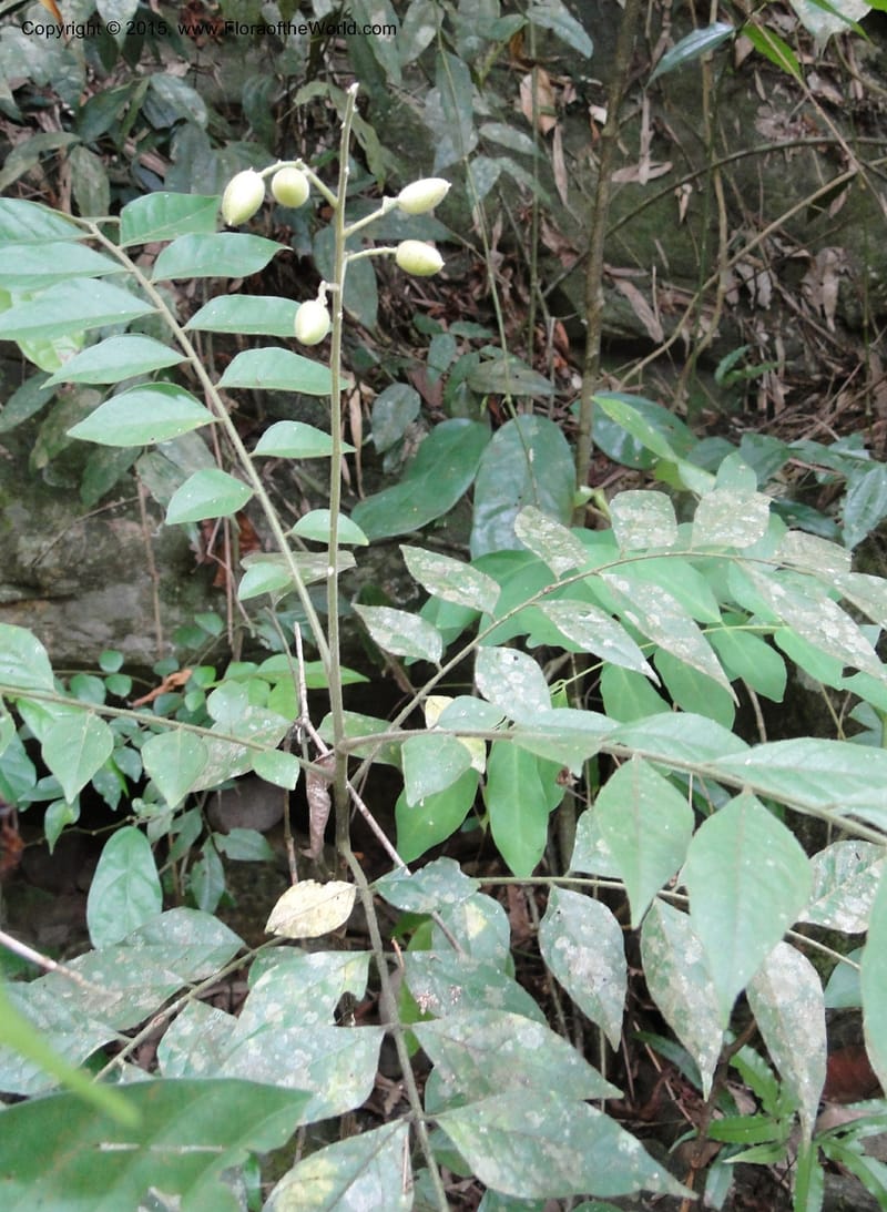 Clausena, Regalado 1867--Viet Nam. Thac Kazan waterfall. 10 May 2011. 222 (11).jpg