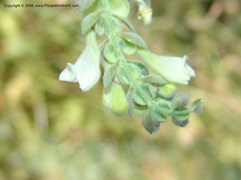 Scutellaria sieberi--Crete. Ep. Kisamos. Sirikari Gorge. 25 May 05. 107.jpg