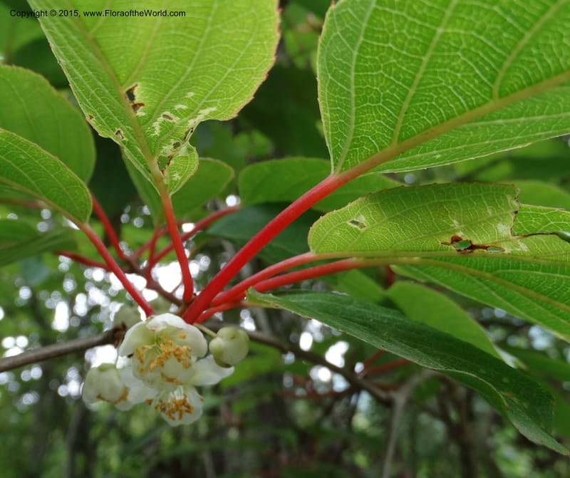 Actinidia, Boufford, D 43714--China. Sichuan. GanYangGou Rd. Km marker 7. 13 May 2014. DSC05676 (80).JPG
