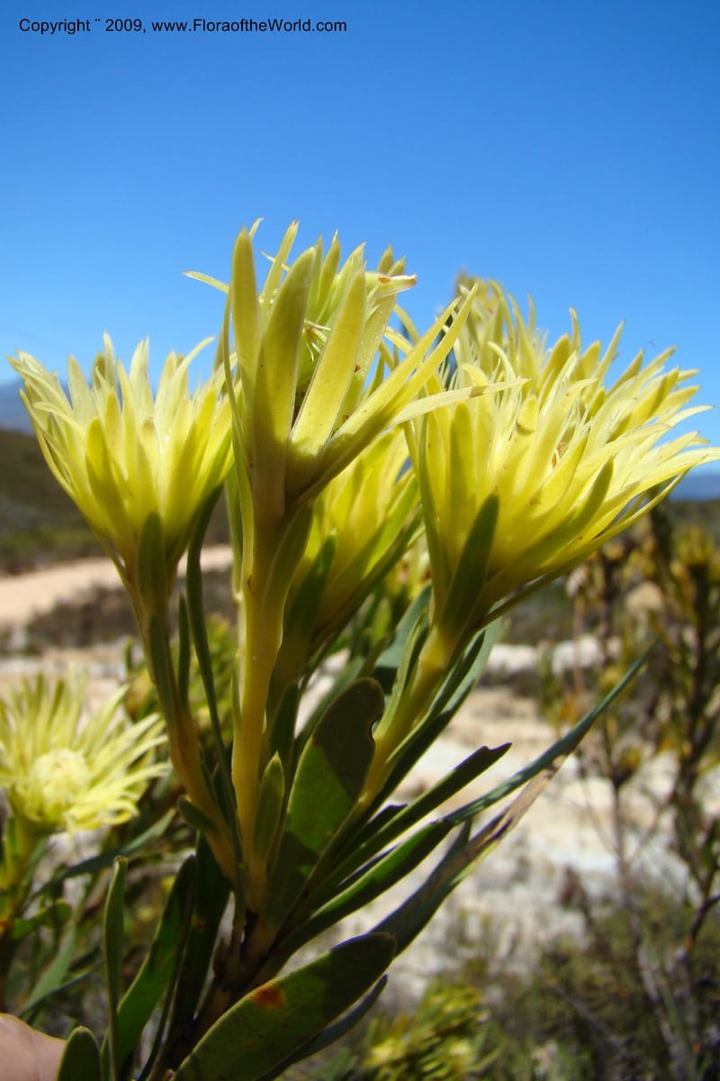 Aulax umbellata, Z. Rogers 1250--So. Africa. W. Cape. Grabouw to Kleinmond. 19 Jan 2009. 047.jpg