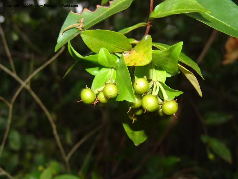 Psorospermum revolutum, RRanaivojaona1379--Madag. Toliara. Mandena Centr. Res. Ecol. 18 Jan 06. 028.jpg