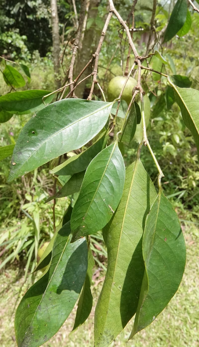 Irvingia gabonensis, C. Davidson 13929--Gabon. Missome Village. 31 Oct 2018. DSC00817 (145).JPG