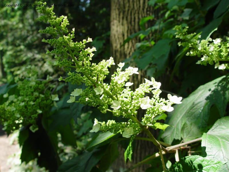 Hydrangea quercifolia--DE. Mt. Cuba Center. 24 Jun 03. 004.jpg