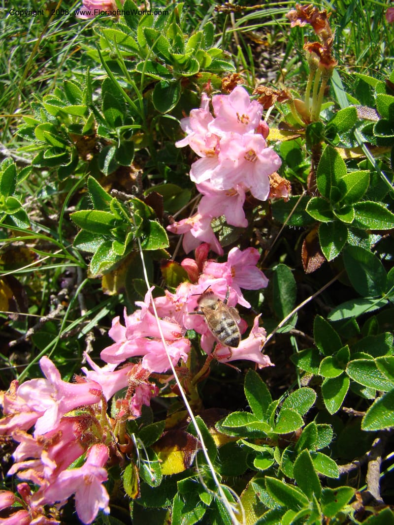 Rhododendron hirsutum, CDavidson11243--Slovenia. Gorenska Reg. Velika Planina. 6 Jul 08. 111.jpg