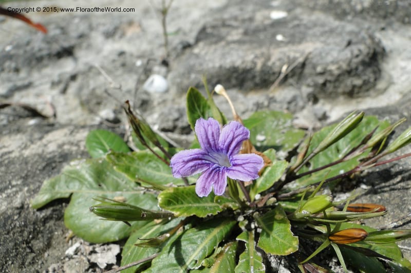 Ruellia hygrophila, W. D. Stevens 31292--Paraguay. Edo. Concepcion. Garay Cue. 21 Mar 2011. 147 (10).jpg