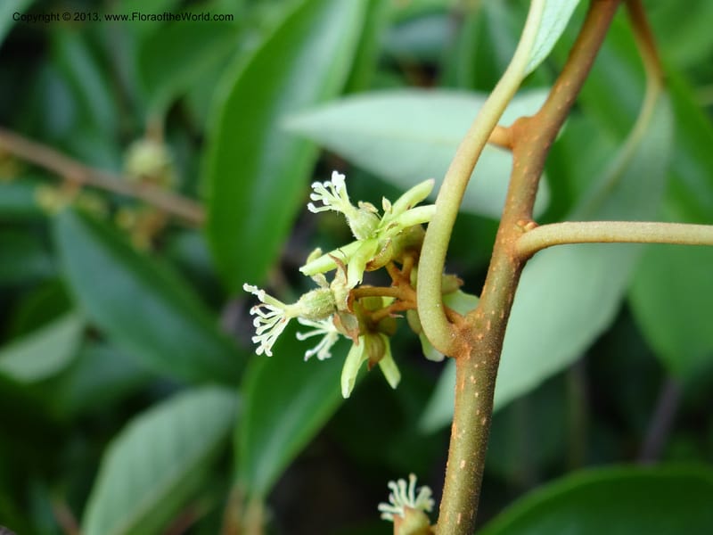 Actinidia lanceolata, Davidson, C 1205287--China. Zhejiang Prov. Shunxi Village. 28 May 2012. DSC00348 (104).JPG
