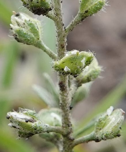 Alyssum alyssoides, C. Davidson 13754--Oregon. Wallowa Co. Zumwalt.Trail Cr. Rd. 4 Jun 2018. DSC04078 (163).JPG