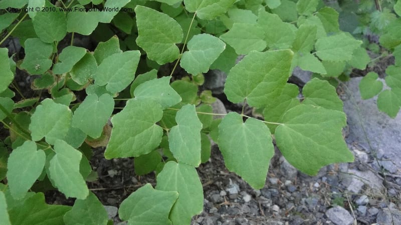 Vancouveria hexandra, C. Davidson 11779--OR. Multnomah Co. Mt. Hood. 16 August 2010. 043 (47).jpg