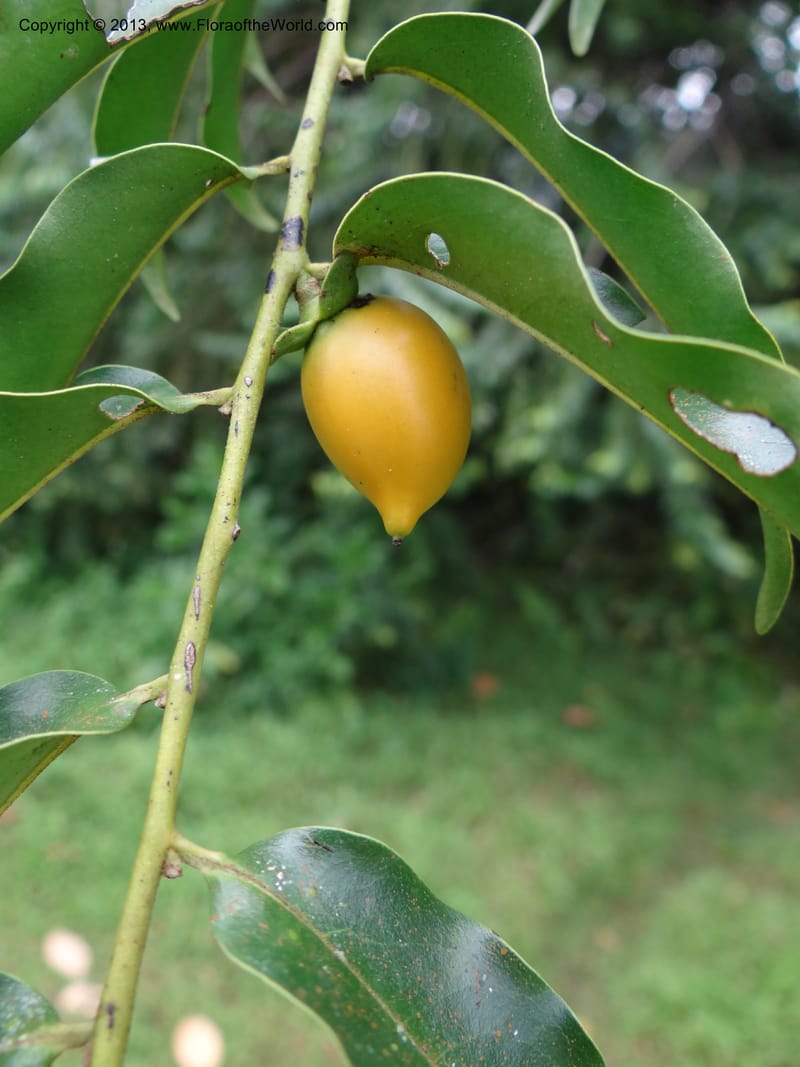 Diospyros, S.98882--Malaysia, Sarawak. Kubah Nat. Park. 28 Mar 2012. DSC05973 (54).JPG