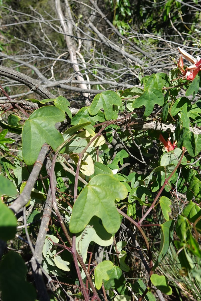 Passiflora aurantia, Davidson, C 13330--Australia. Qld. Jacob's Well. 16 Oct 2016. DSC02498 (98).JPG