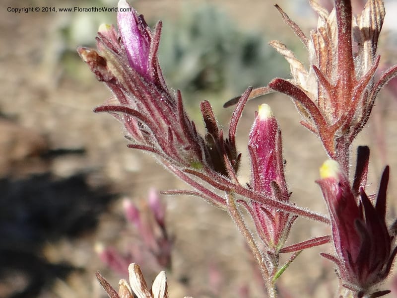 Cordylanthus capitatus, Davidson, C 12234--ID. Ada County. Idaho Bird Observ. Lucky Peak. 16 Sep 2013. DSC07497 (4).JPG