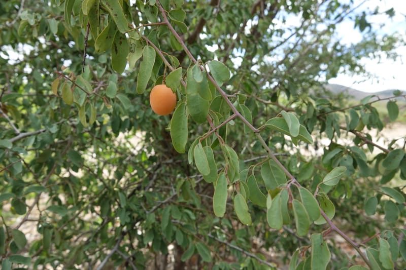 Ximenia americana, Nanyeni 1210--Namibia. C43 S of Opuwo. Odom 76. 21 Mar 2018. DSC02429 (85).JPG